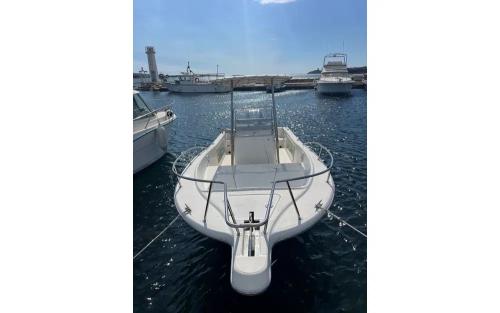 White shark white shark 225