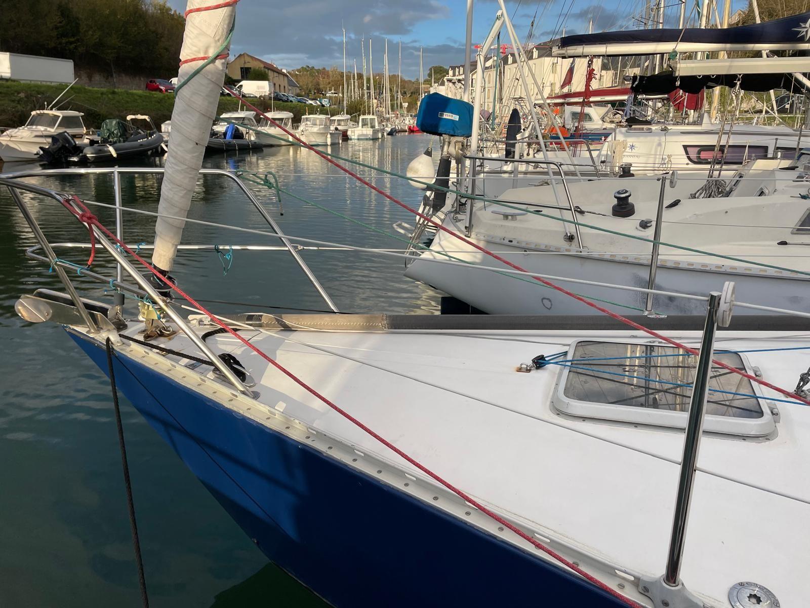 golden shamrock Golden shamrock