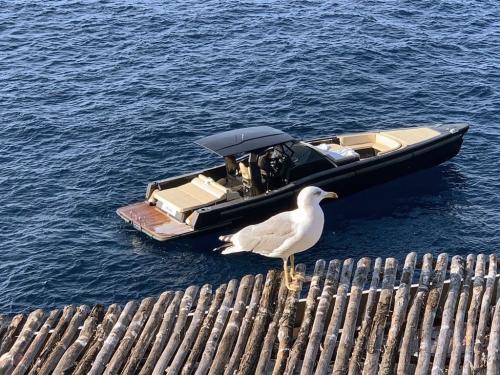 Maori yacht maori 50 t-top