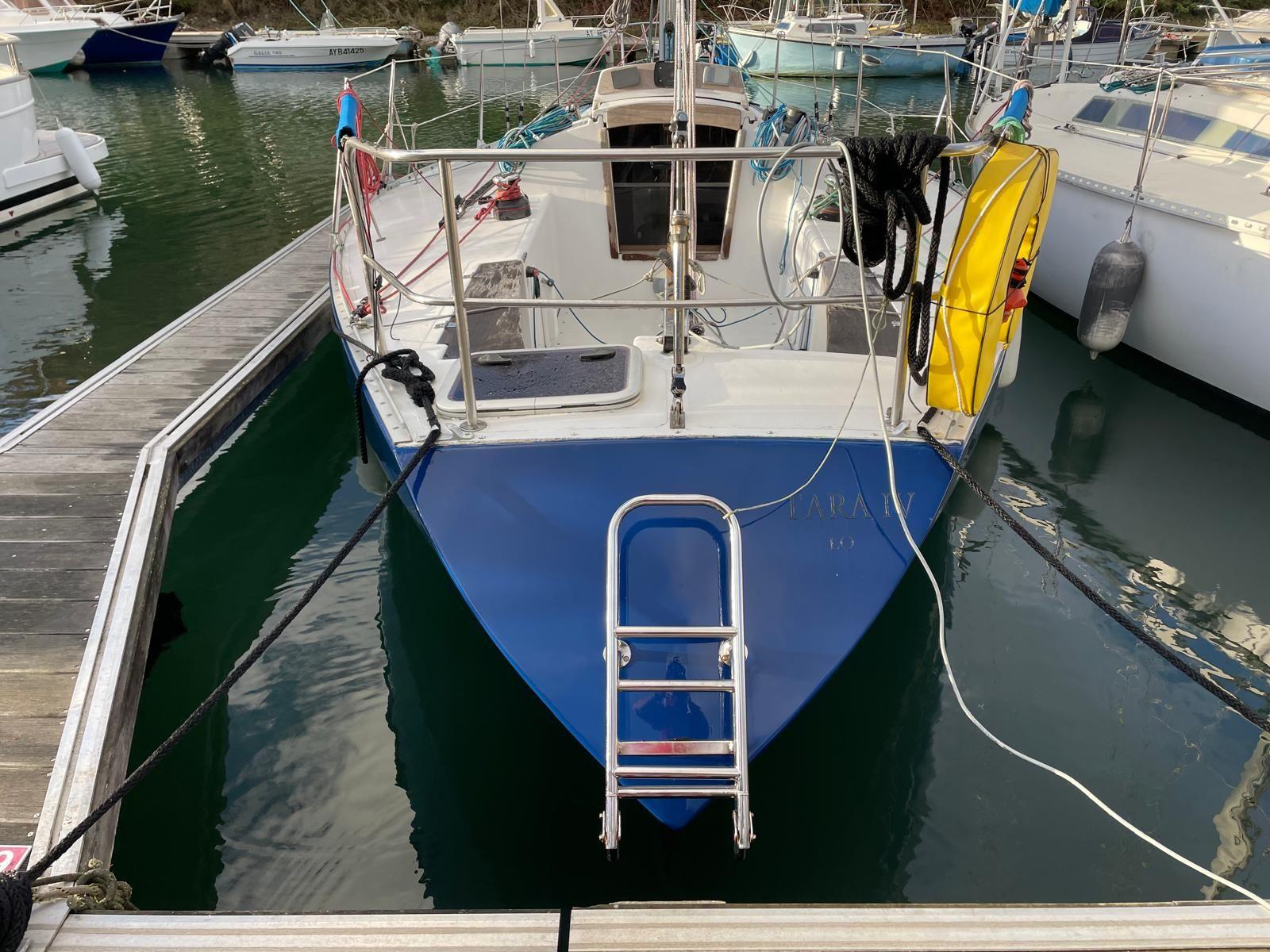 golden shamrock Golden shamrock