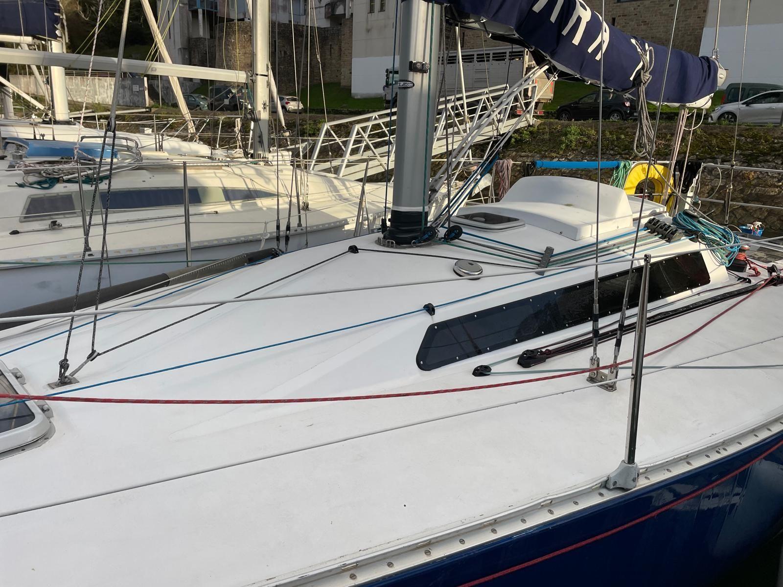 golden shamrock Golden shamrock